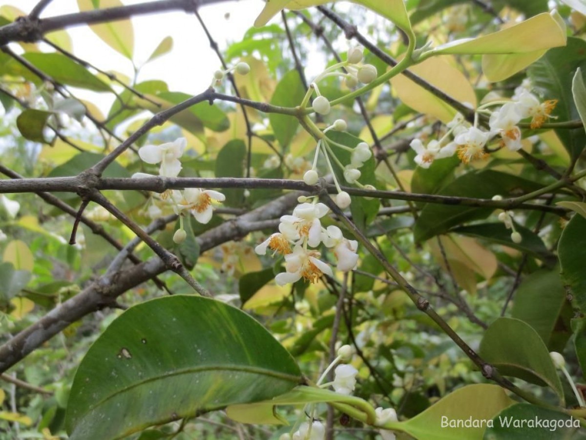 Calophyllum calaba L.